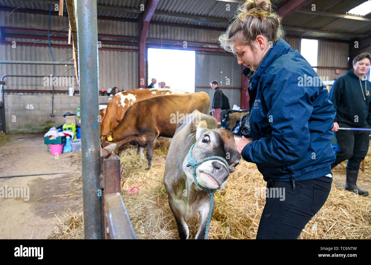 Ardingly Sussex UK 6 Juin 2019 - Jade Davies de Plumpton College donne un veau Jersey une oreille clean prêt pour la concurrence sur le premier jour du sud de l'Angleterre, qui ont eu lieu à l'Ardingly Showground dans le Sussex. Le salon de l'agriculture annuel met en évidence le meilleur dans l'agriculture britannique et à produire et attire des milliers de visiteurs sur trois jours . Crédit photo : Simon Dack / Alamy Live News Banque D'Images