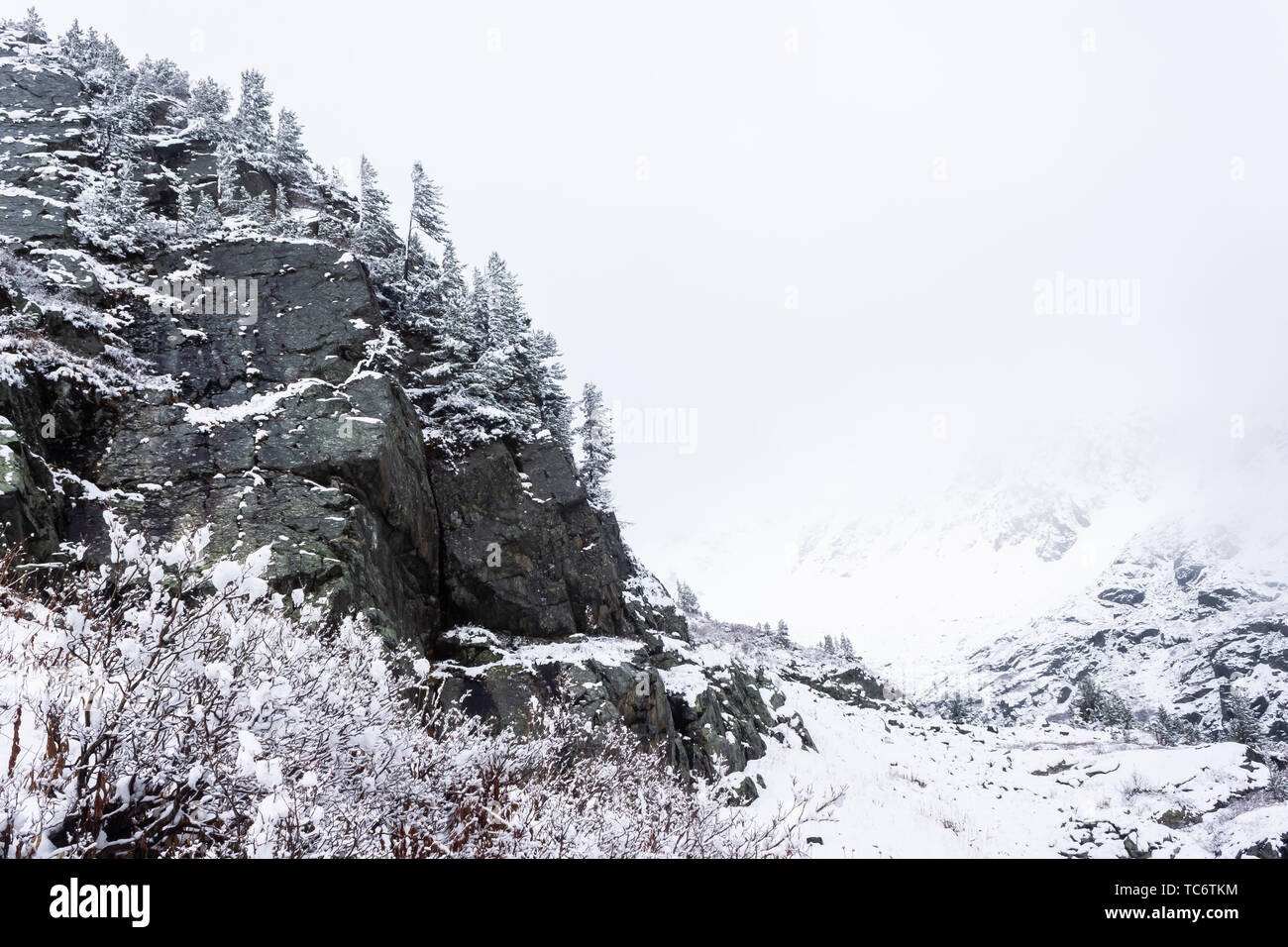 L'hiver dans les montagnes. Pins enneigés sur colline, frosty météo à forêt après les chutes de neige Banque D'Images