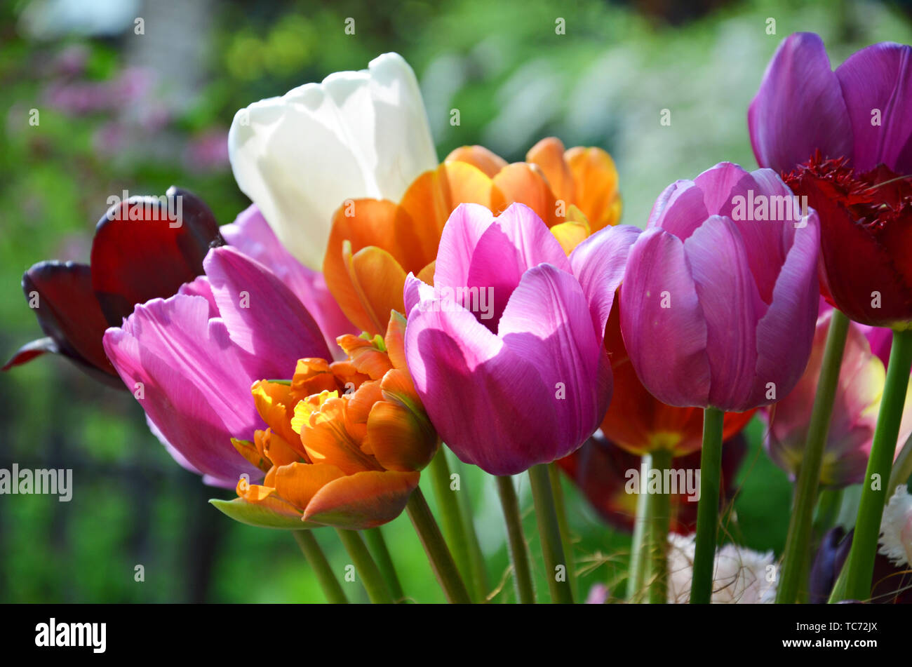 Fleurs colorées différentes fleurs bouquet de tulipes en journée ensoleillée. Concept de printemps avec bouquet de tulipes multicolores. Banque D'Images