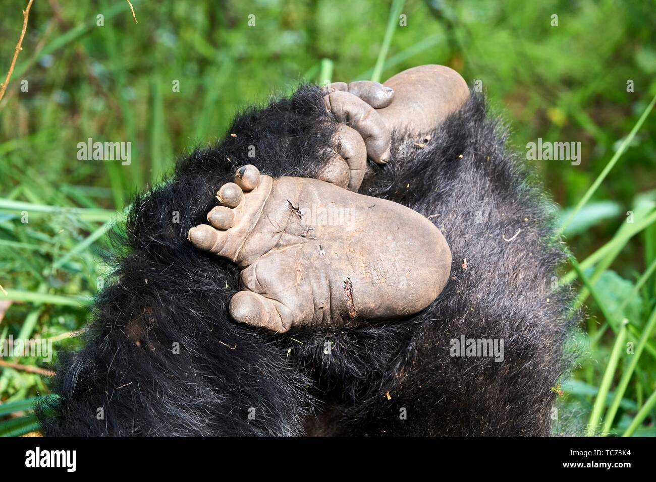 Pieds de primate Banque de photographies et d'images à haute résolution -  Alamy