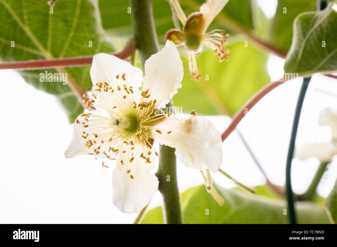 Fleur mâle kiwi sur arbre. Les kiwis Actinidia Banque D'Images