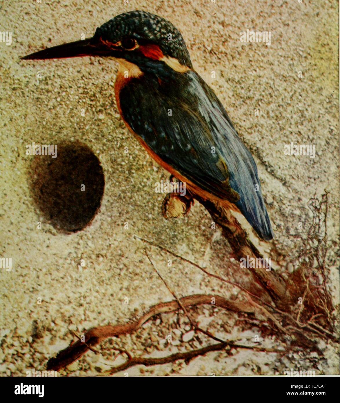 Dessin gravé de l'Kingfisher (Alcedo ispida), du livre 'nature' voisins par Nathaniel Moore Banta, Albert Schneider, William Kerr Higley, et Gerard, 1914 Alan Abbott. Avec la permission de Internet Archive. () Banque D'Images Dessin gravé de l'Kingfisher (Alcedo ispida), du livre 'nature' voisins par Nathaniel Moore Banta, Albert Schneider, William Kerr Higley, et Gerard, 1914 Alan Abbott. Avec la permission de Internet Archive. () Banque D'Images