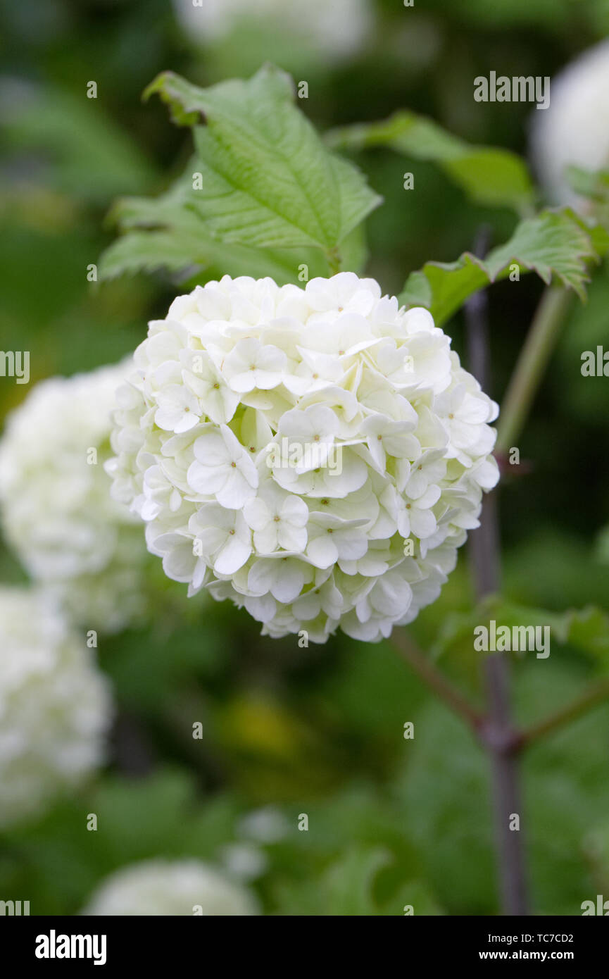 Viburnum Opulus Sterile Stock Photos Viburnum Opulus Sterile