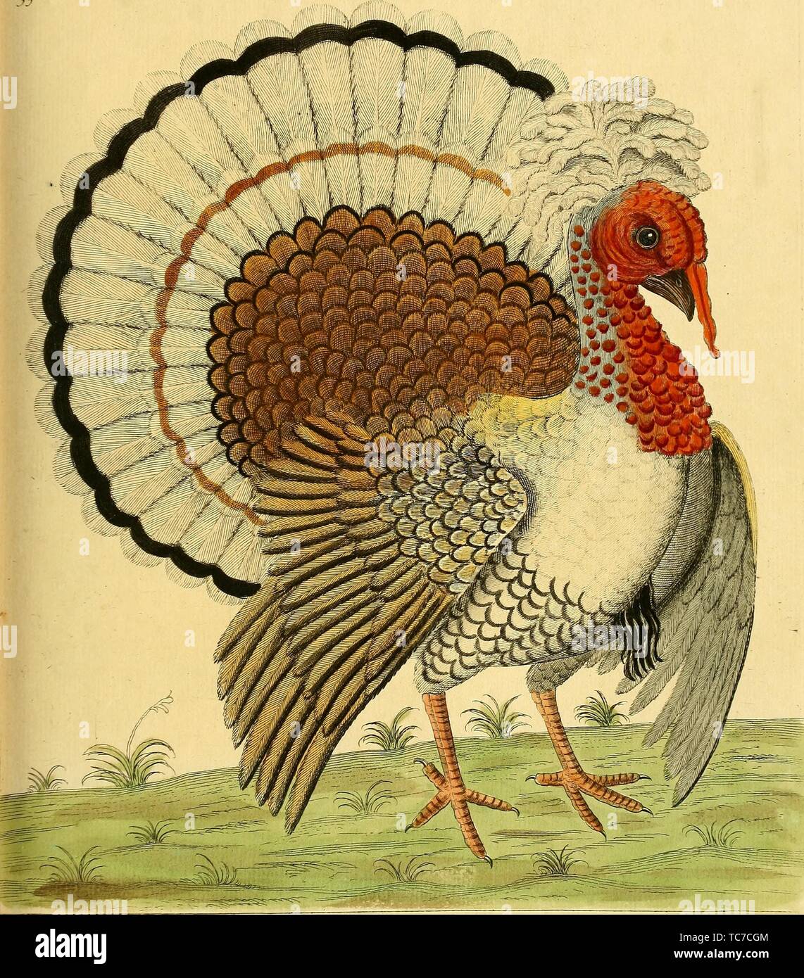 Dessin gravé de Cormoran à la Turquie, du livre "Une histoire naturelle des oiseaux" par Eleazar Albin, 1731. Avec la permission de Internet Archive. () Banque D'Images