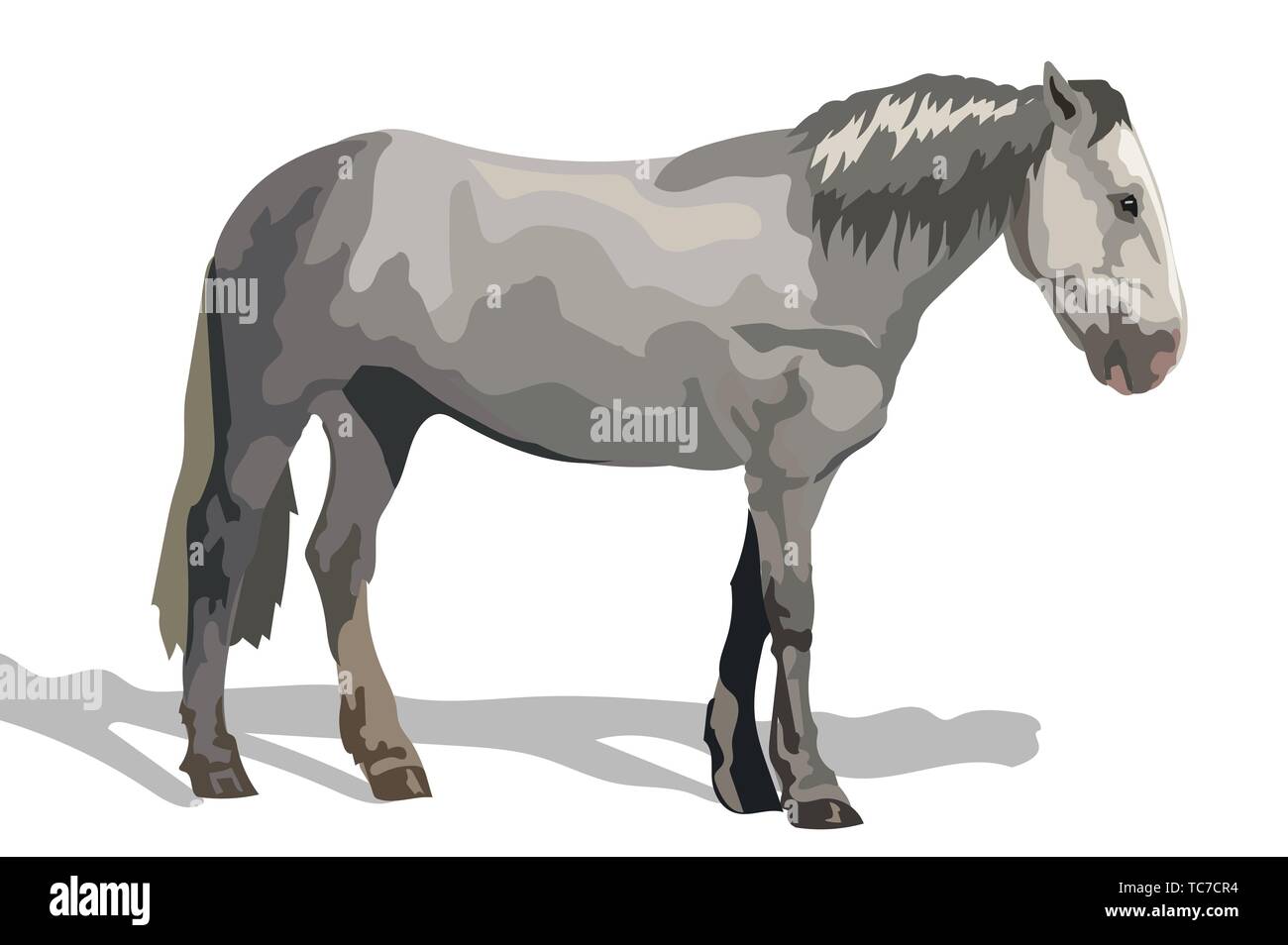Vector illustration couleur gris cheval debout de profil. Vector illustration croquis monochromes isolé sur fond blanc. Illustration de Vecteur