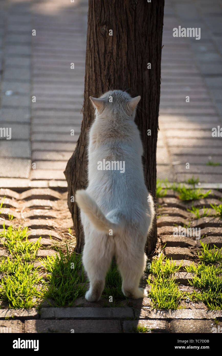 Un chat blanc enceintes jouer à cache-cache. Banque D'Images