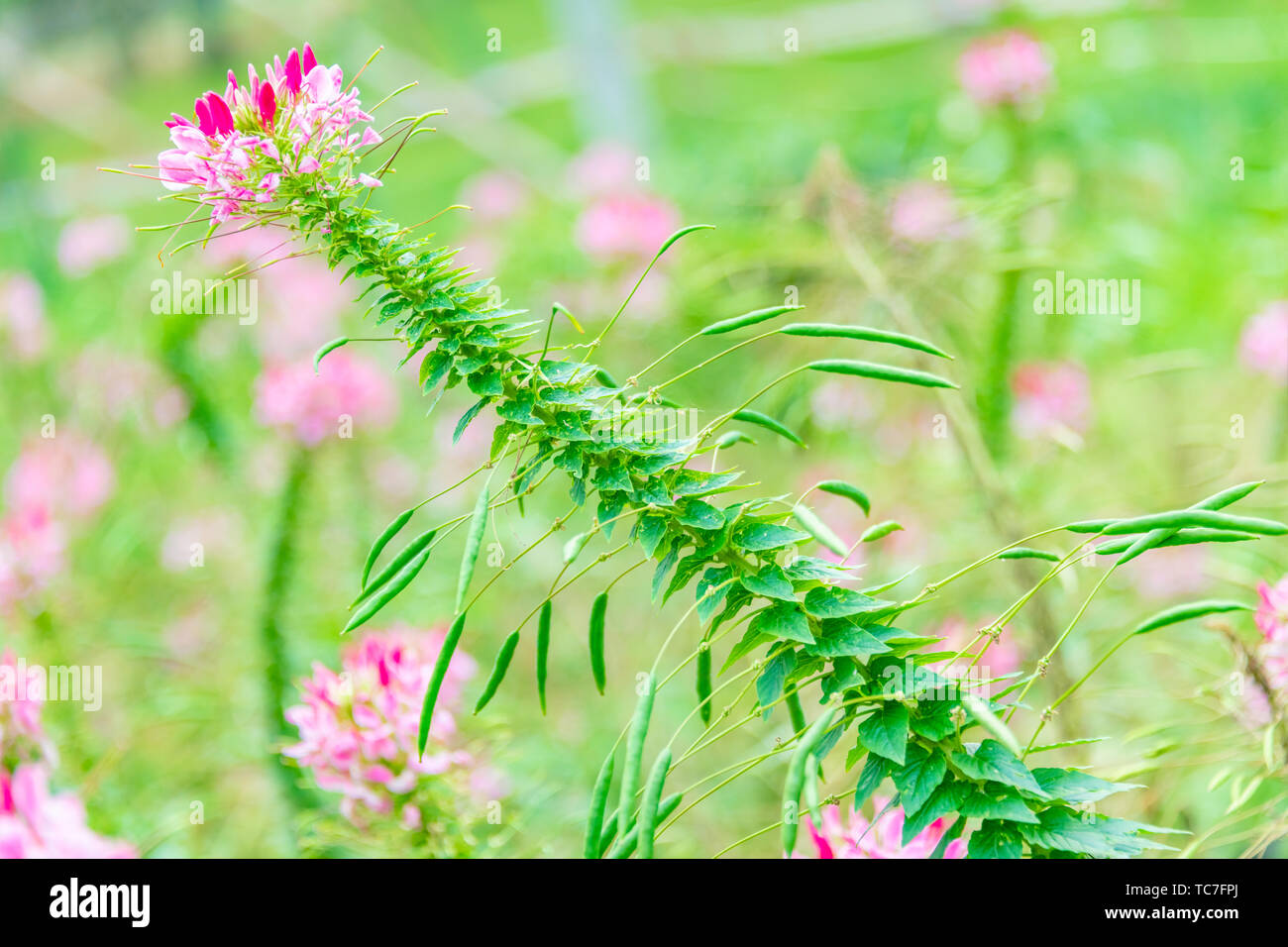 Fleurs papillon ivre au début de l'été Banque D'Images