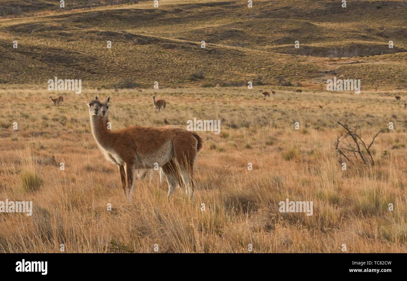 Guanacos sauvages de la Patagonie, le Parc National d'Aysen, en Patagonie, au Chili. Banque D'Images