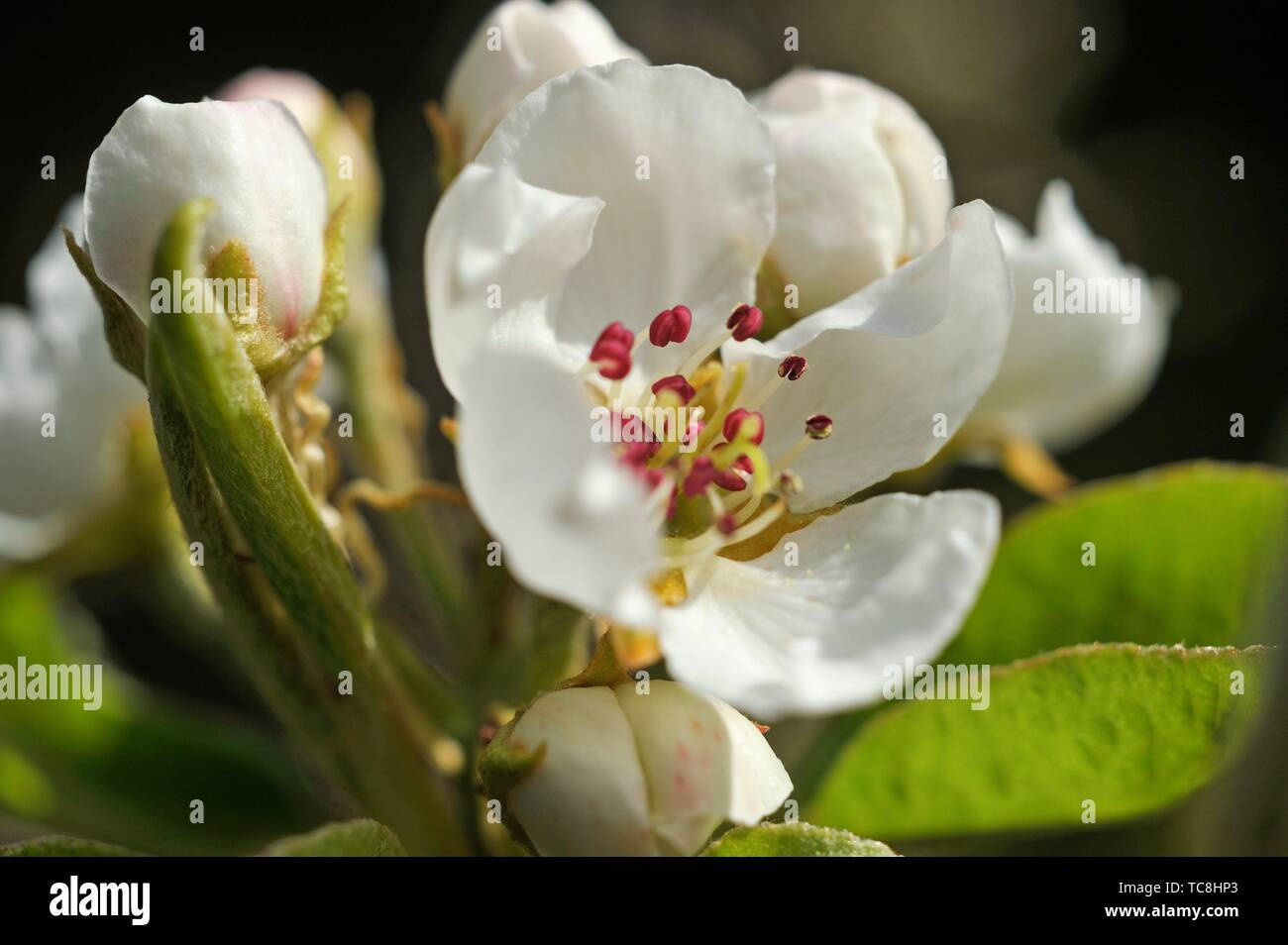 Poirier fleur - Extrait de Plante fraîche Bio (Pyrus communis) - 50 ml main image 1