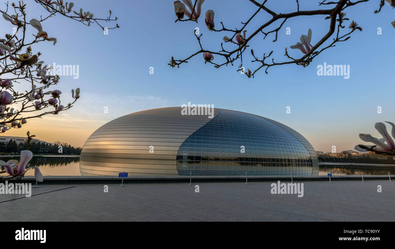 Magnolia fleurs en pleine floraison au Grand Théâtre national de Beijing Banque D'Images