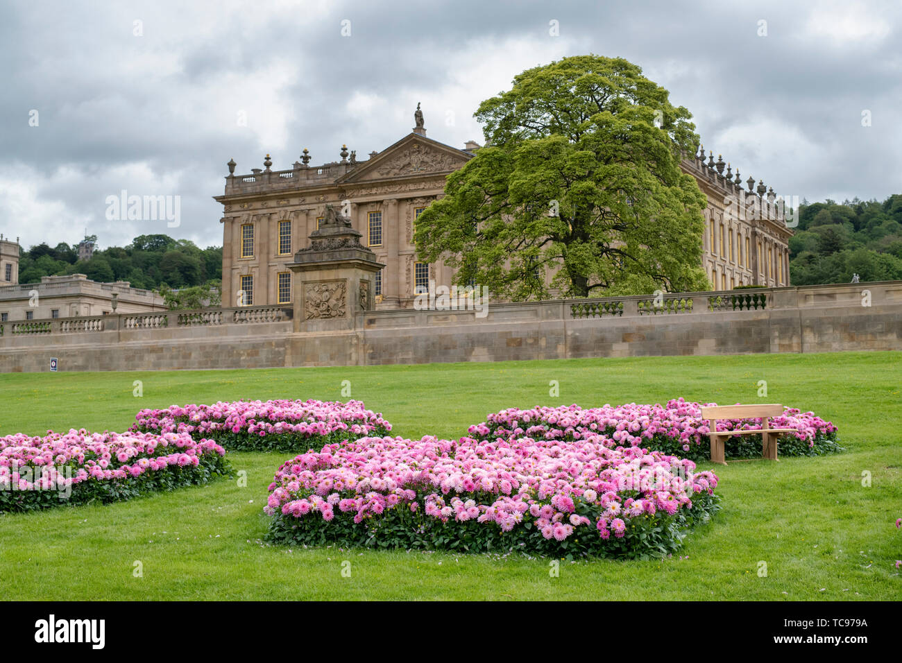 Le dahlia (Dalina Maxi) 'Salinas'. Dahlia fleurs Salinas infront de Chatsworth House. Chatsworth RHS Flower Show 2019. Chatsworth, Derbyshire, Royaume-Uni Banque D'Images