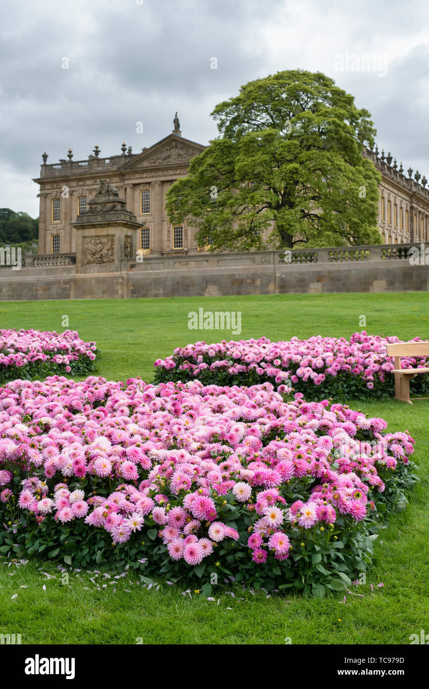 Le dahlia (Dalina Maxi) 'Salinas'. Dahlia fleurs Salinas infront de Chatsworth House. Chatsworth RHS Flower Show 2019. Chatsworth, Derbyshire, Royaume-Uni Banque D'Images