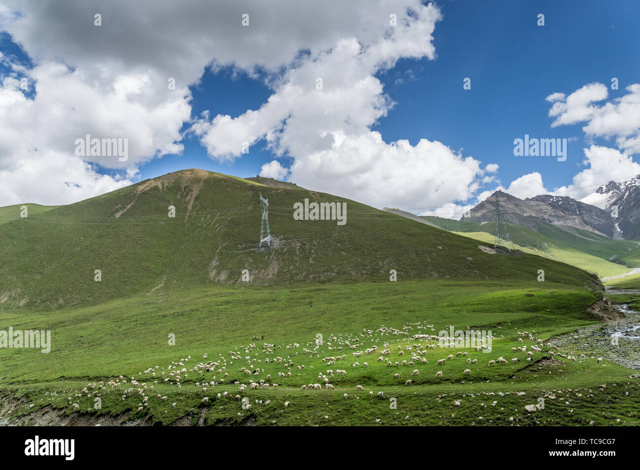 Les prairies alpines le long de la G217 Duku sous l'autoroute l'été, ciel bleu et nuages blancs dans le Xinjiang, Chine Banque D'Images