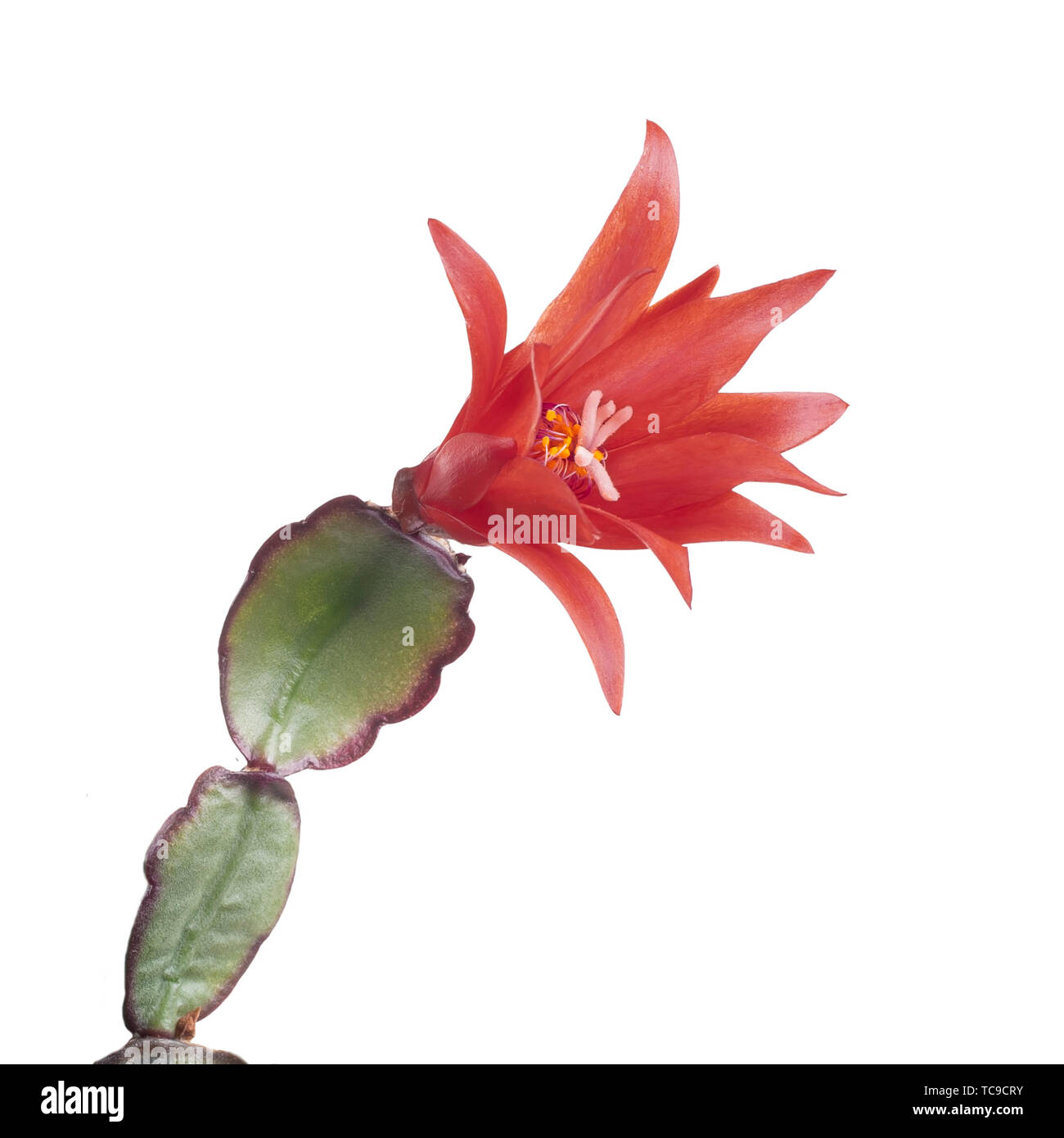 Cactus de Pâques, Rhipsalidopsis, gaertnerrii avec fleurs rouges. Détail isolé sur blanc. Banque D'Images