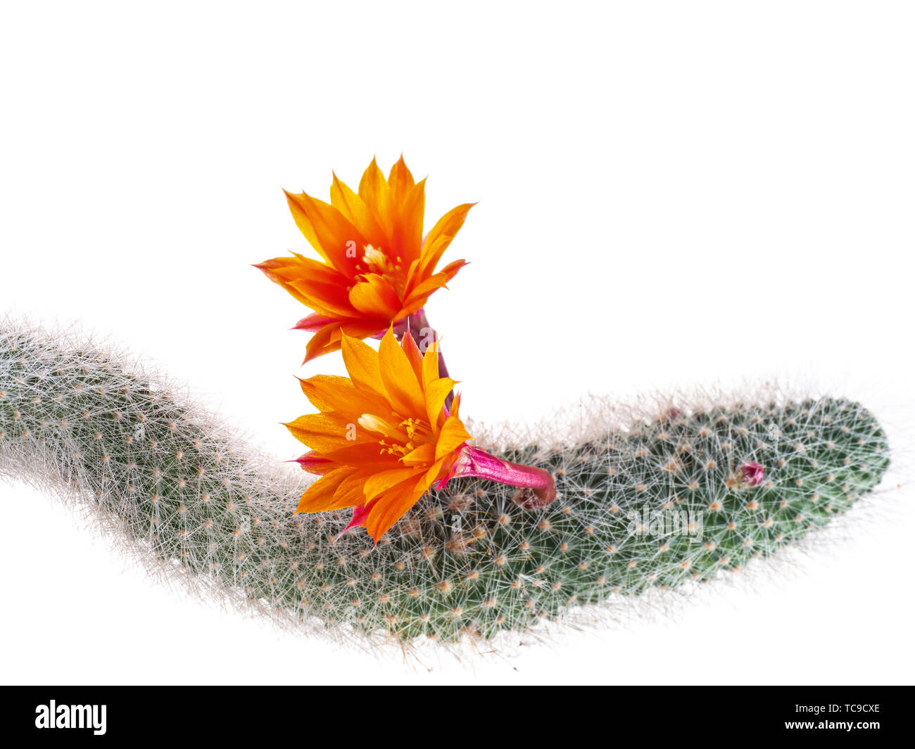 Fleurs de cactus queue de rat, studio isolé sur blanc, Aporocactus flagelliformis. Banque D'Images