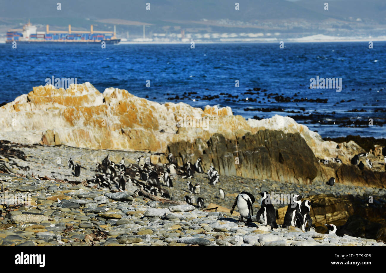 Colonie de pingouins de Robben Island, près de Cape Town, Afrique du Sud. Banque D'Images