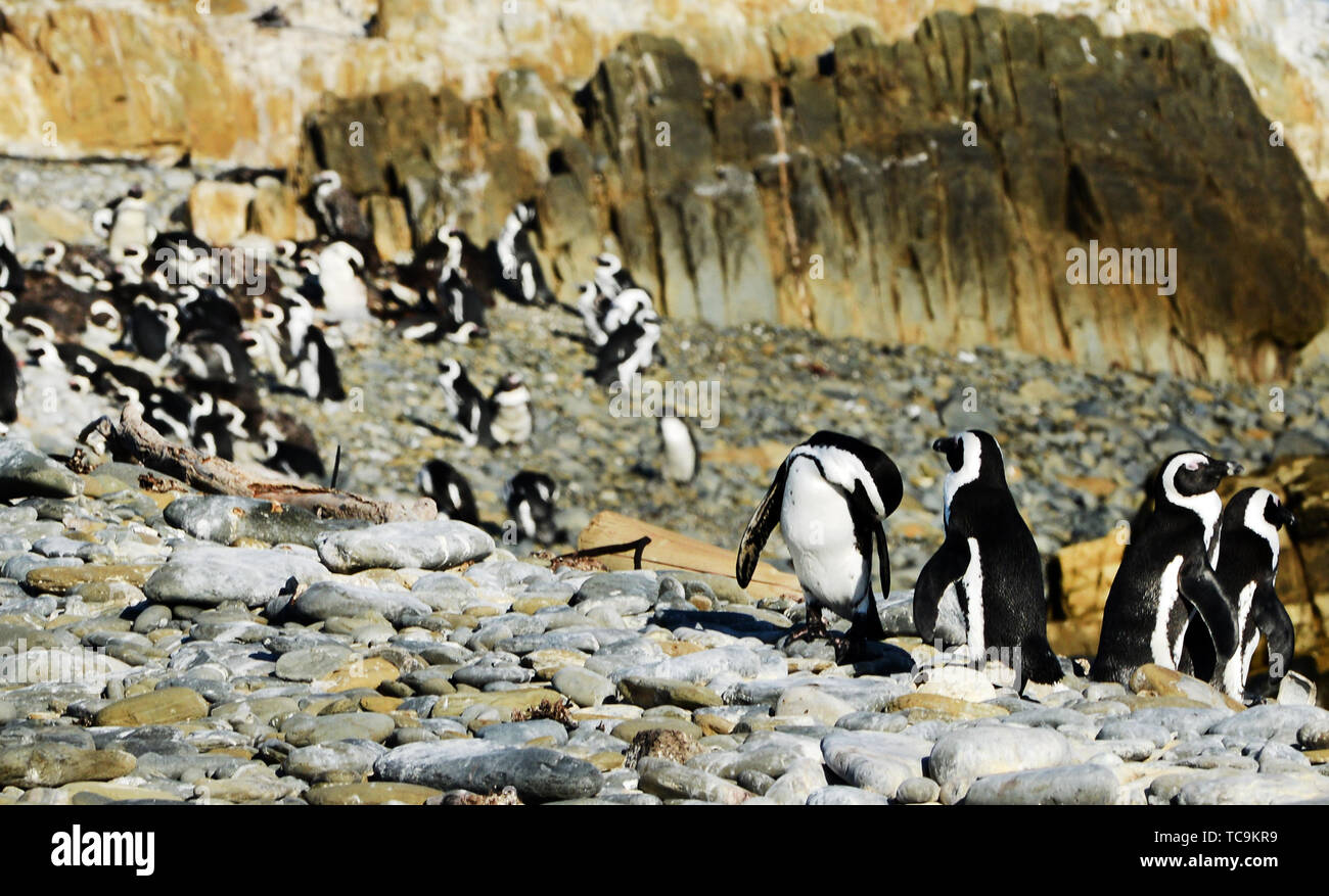 Colonie de pingouins de Robben Island, près de Cape Town, Afrique du Sud. Banque D'Images