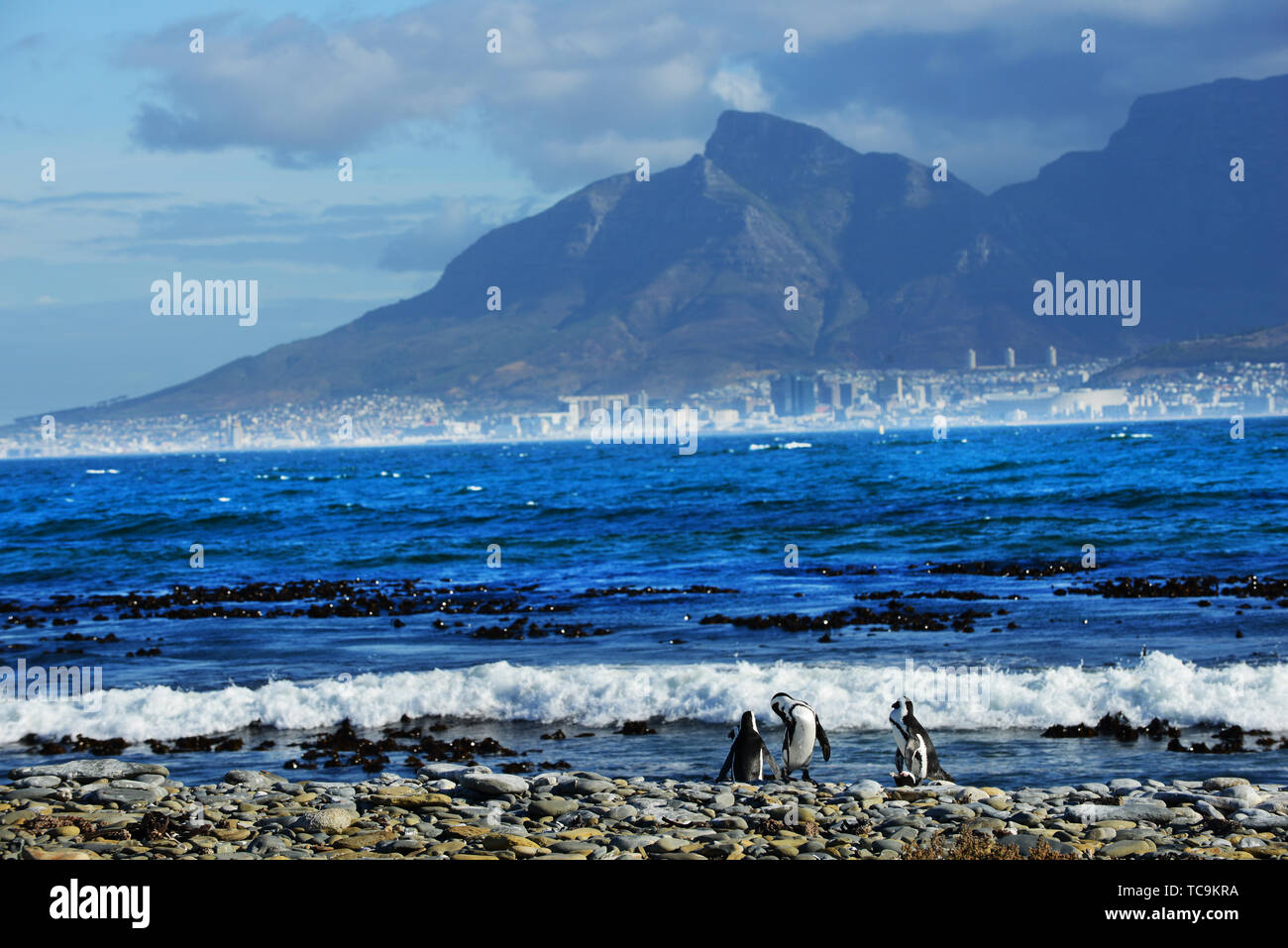 Les pingouins de Robben Island avec une vue sur la ville du Cap et la montagne de la table. Banque D'Images