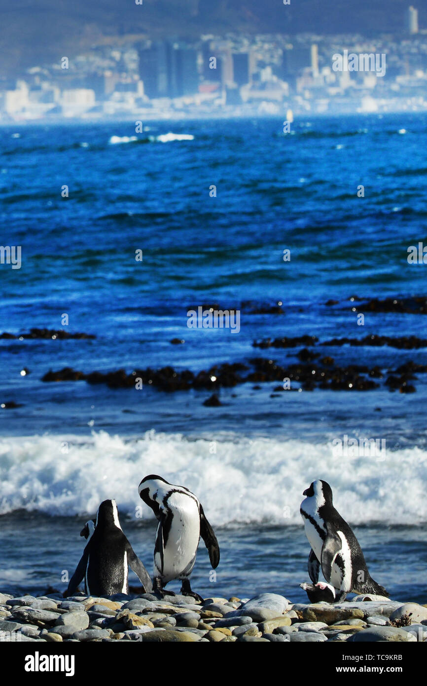 Les pingouins de Robben Island avec une vue sur la ville du Cap et la montagne de la table. Banque D'Images