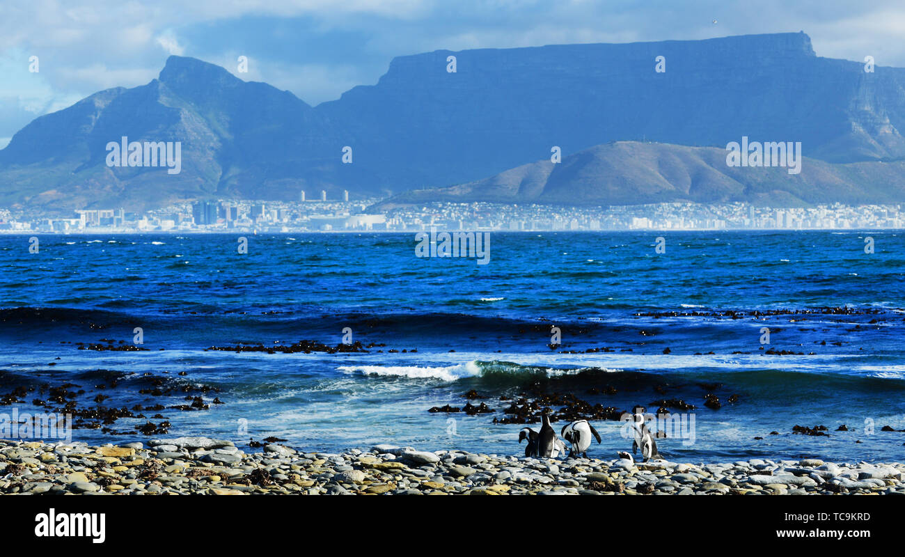 Les pingouins de Robben Island avec une vue sur la ville du Cap et la montagne de la table. Banque D'Images