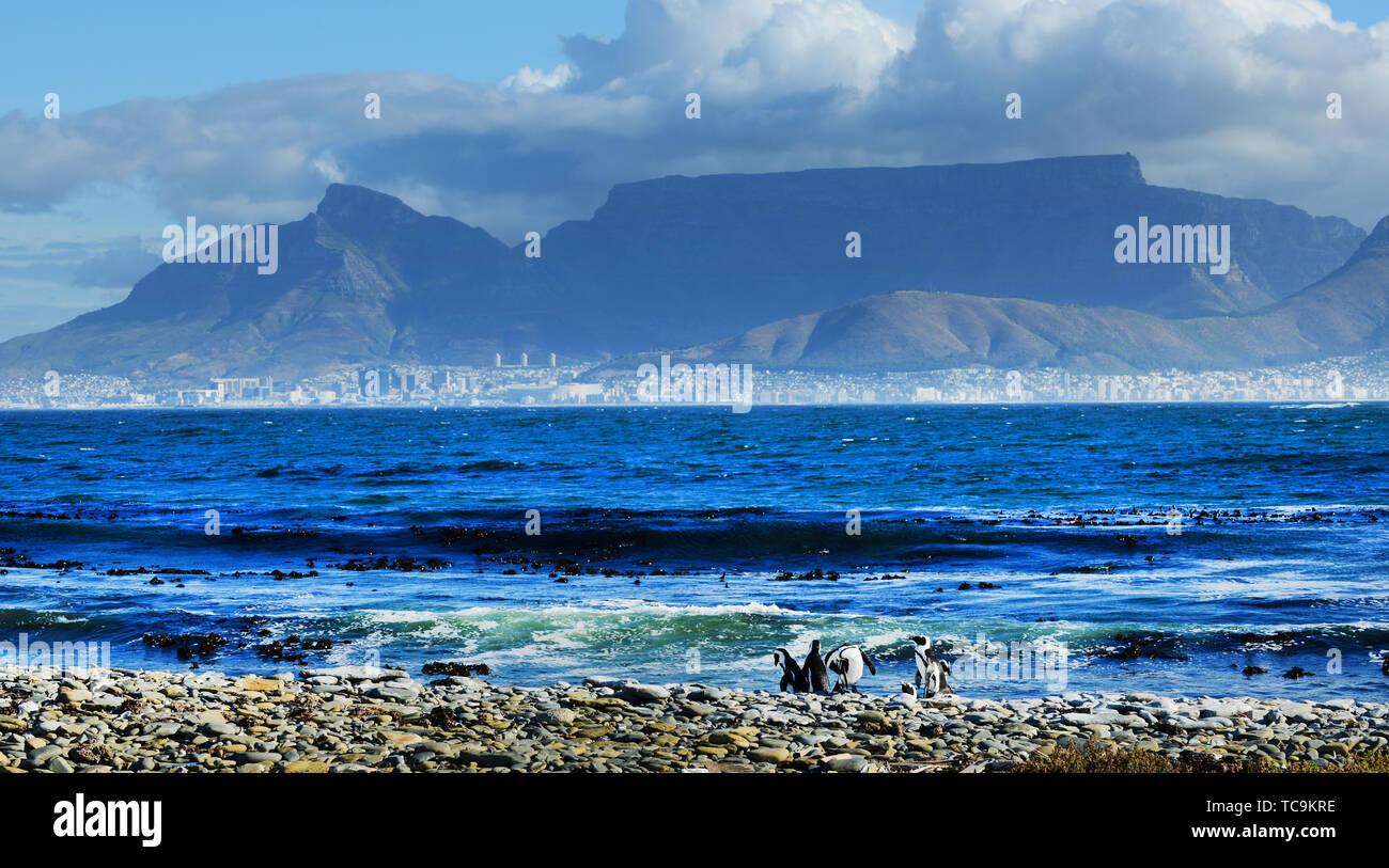 Les pingouins de Robben Island avec une vue sur la ville du Cap et la montagne de la table. Banque D'Images