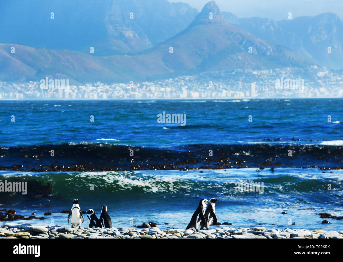 Les pingouins de Robben Island avec une vue sur la ville du Cap et la montagne de la table. Banque D'Images
