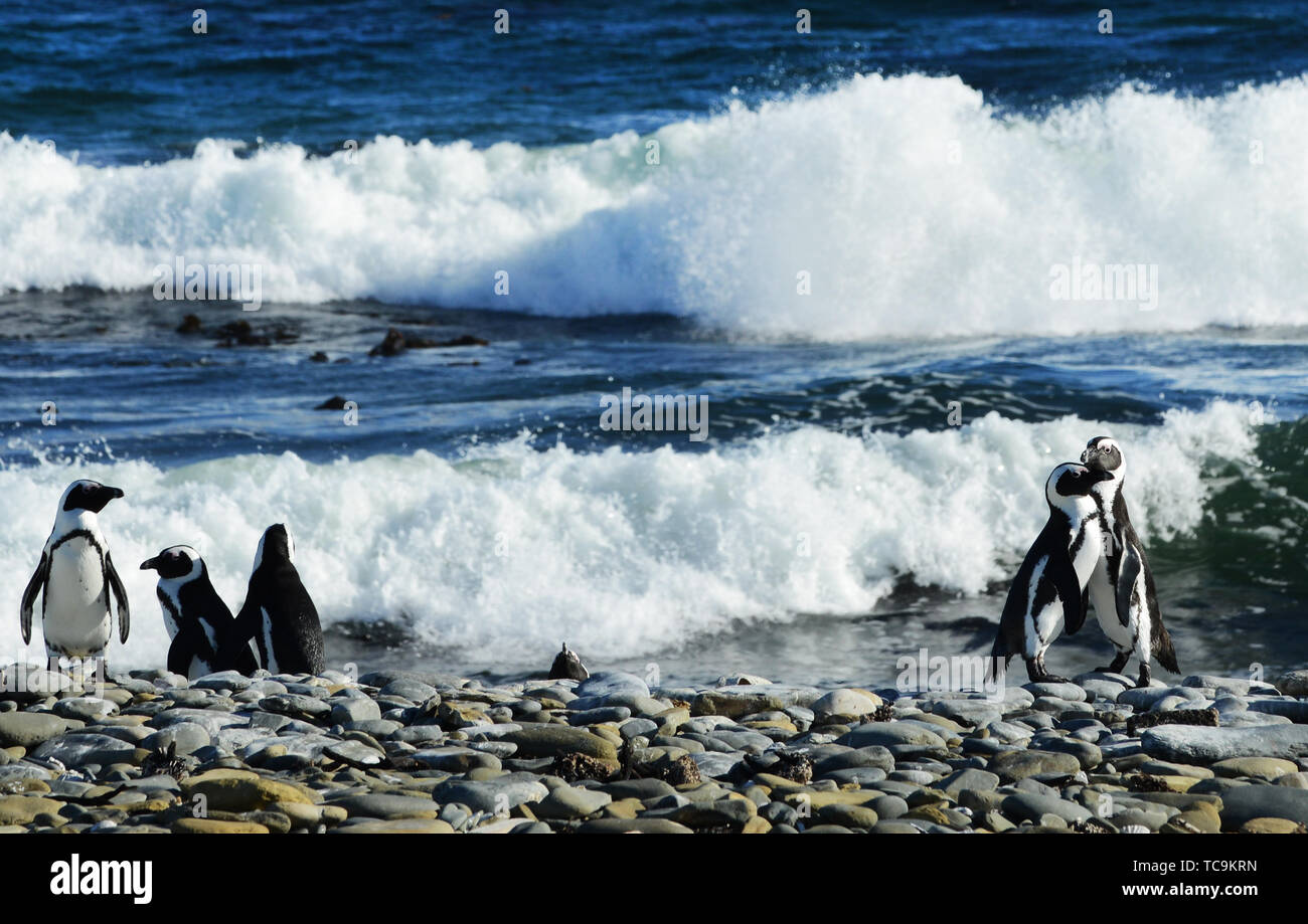 Colonie de pingouins de Robben Island, près de Cape Town, Afrique du Sud. Banque D'Images