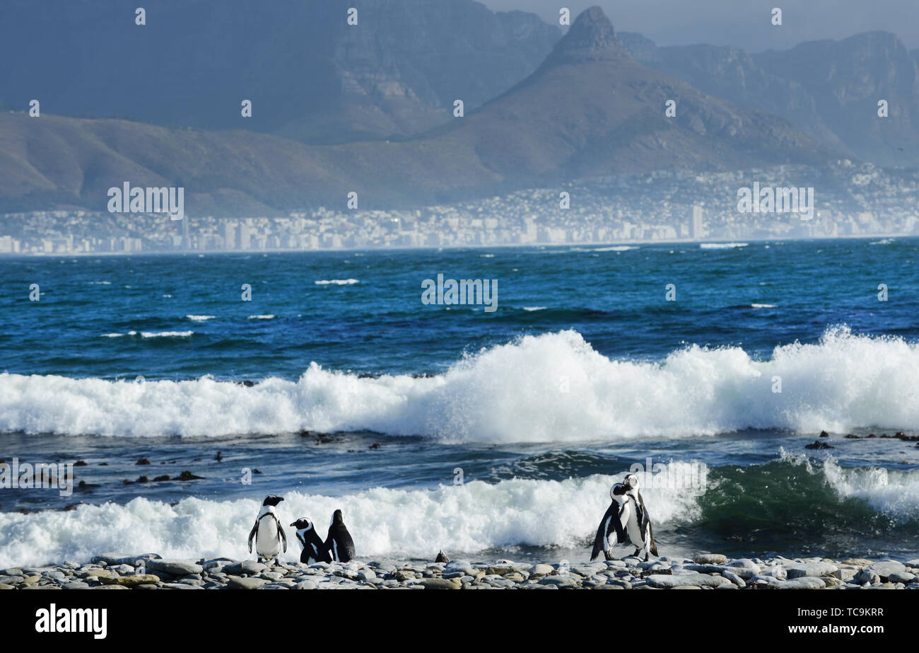 Les pingouins de Robben Island avec une vue sur la ville du Cap et la montagne de la table. Banque D'Images
