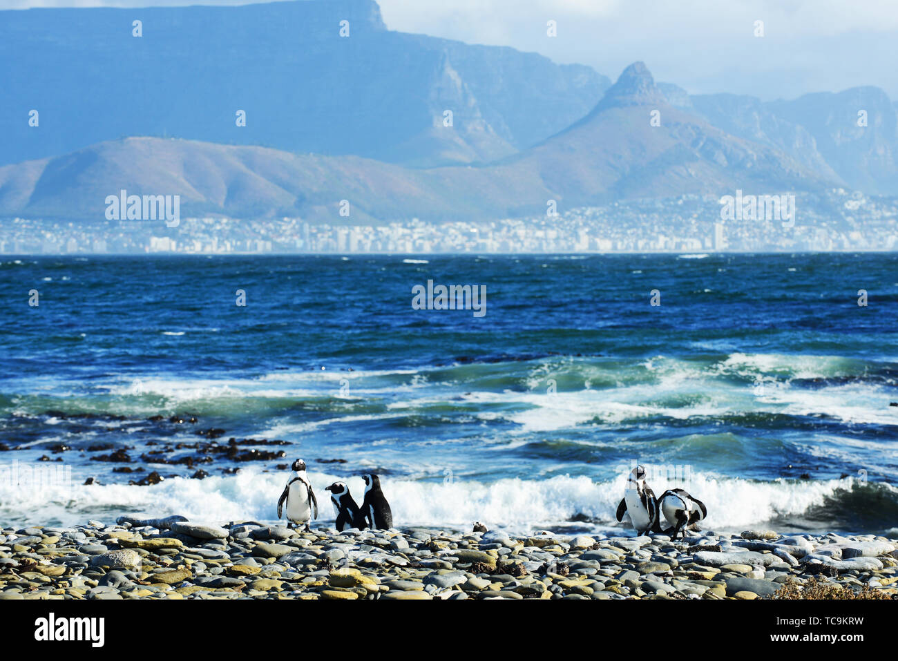 Les pingouins de Robben Island avec une vue sur la ville du Cap et la montagne de la table. Banque D'Images