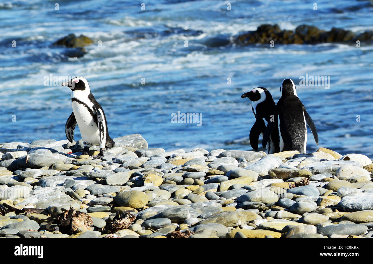 Colonie de pingouins de Robben Island, près de Cape Town, Afrique du Sud. Banque D'Images