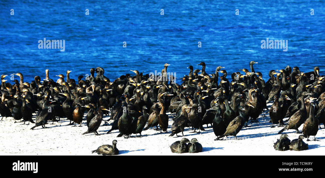 Les cormorans Oiseaux dans le Cap occidental de l'Afrique. Banque D'Images