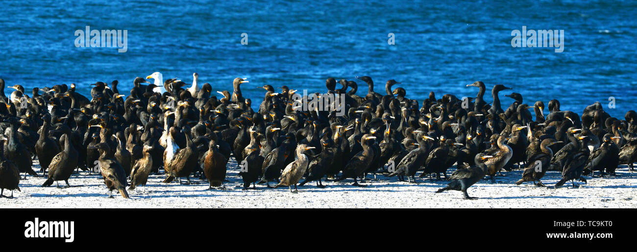 Les cormorans Oiseaux dans le Cap occidental de l'Afrique. Banque D'Images