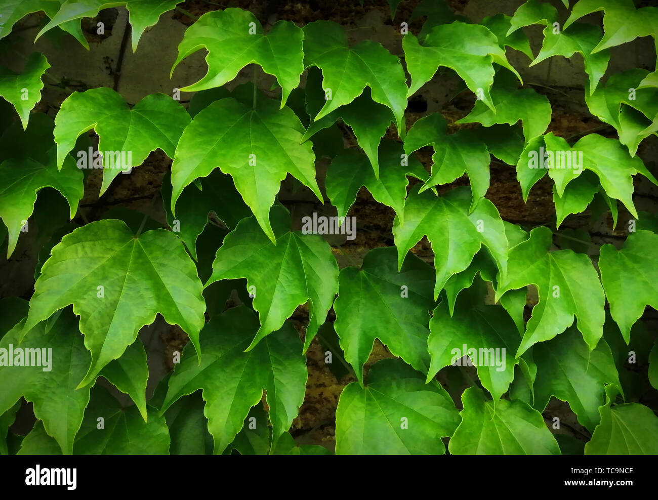 Grandes feuilles de green grapes growing escalade sur un mur de briques. L'arrière-plan pour la couverture du site, close-up, vue du dessus. Banque D'Images