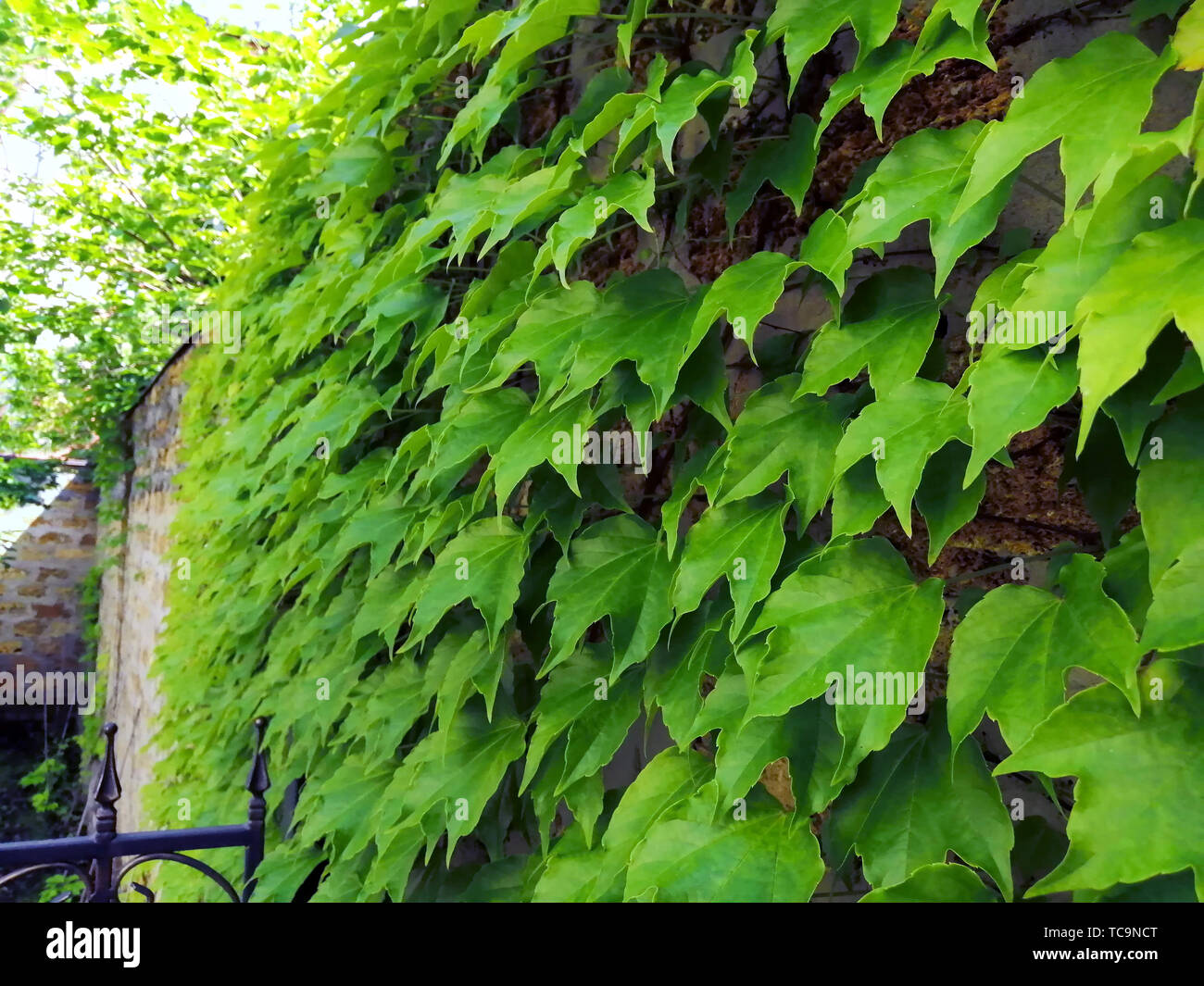 Mur de brique, avec des plantes grimpantes d'ornement de raisins, château, garde-corps, grès, ciment de maçonnerie, les joints de l'arrière-plan du site Banque D'Images