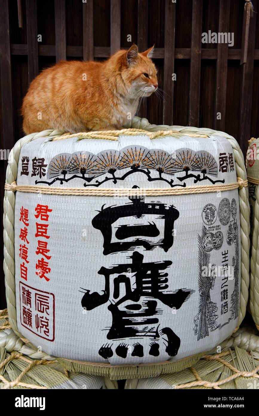 Un chat dans la partie supérieure de l'amour de barils dans l'Ise, le Japon, l'Asie. Banque D'Images