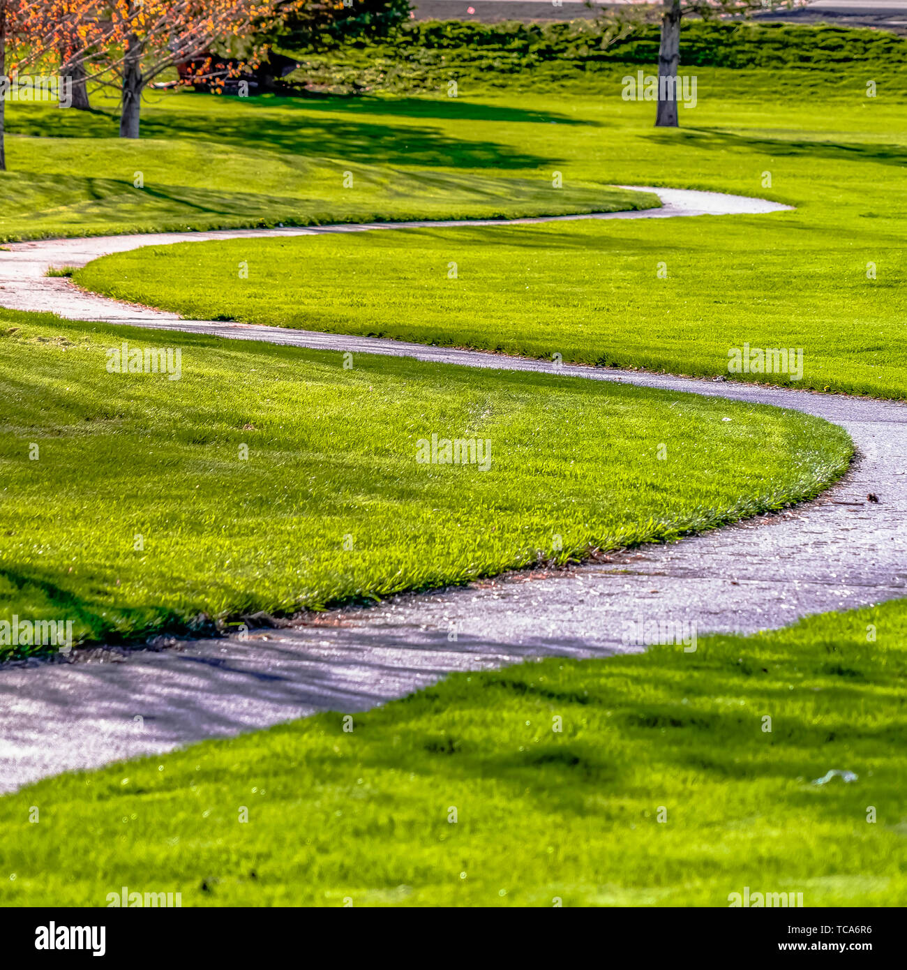 Cadre carré Pathway courbant au milieu d'un champ luxuriant avec de jeunes arbres colorés sur une journée ensoleillée Banque D'Images