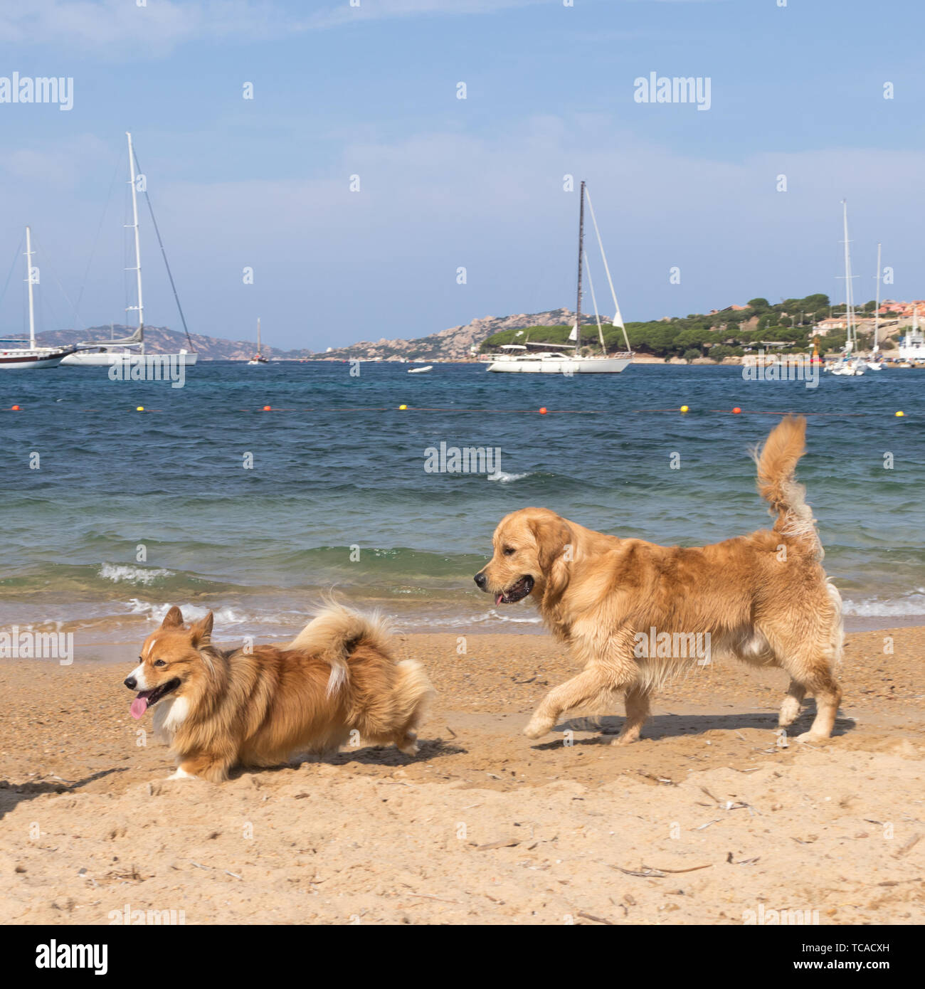 Groupe de chiens jouant sur les chiens bienvenus plage près de Palau, Sardaigne, Italie. Banque D'Images