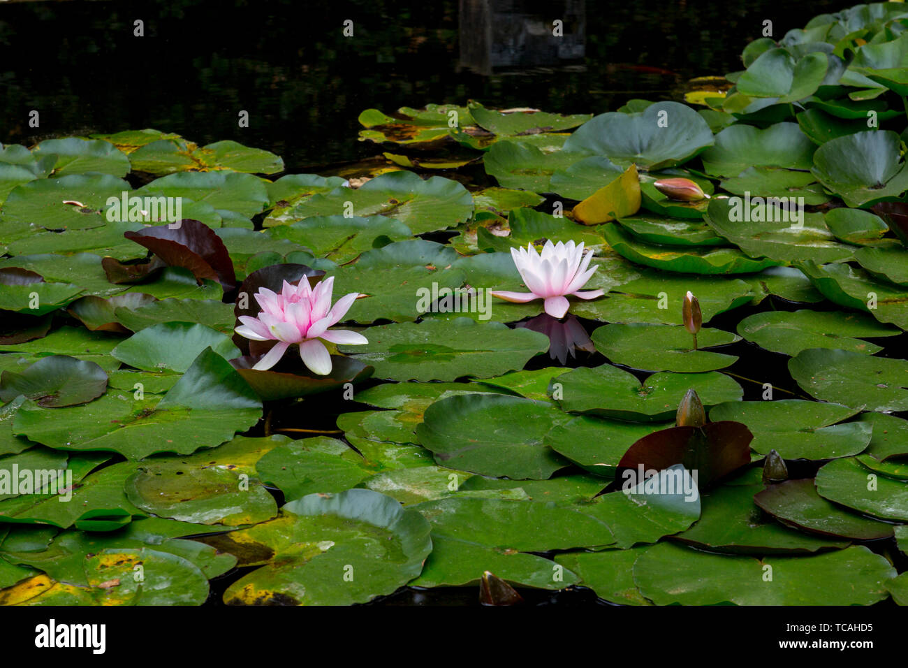 Water Lilies à Abbotsbury jardins subtropicaux, Dorset, England, UK Banque D'Images