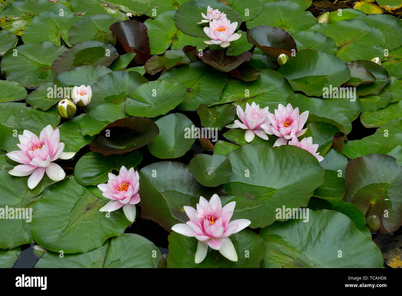 Water Lilies à Abbotsbury jardins subtropicaux, Dorset, England, UK Banque D'Images