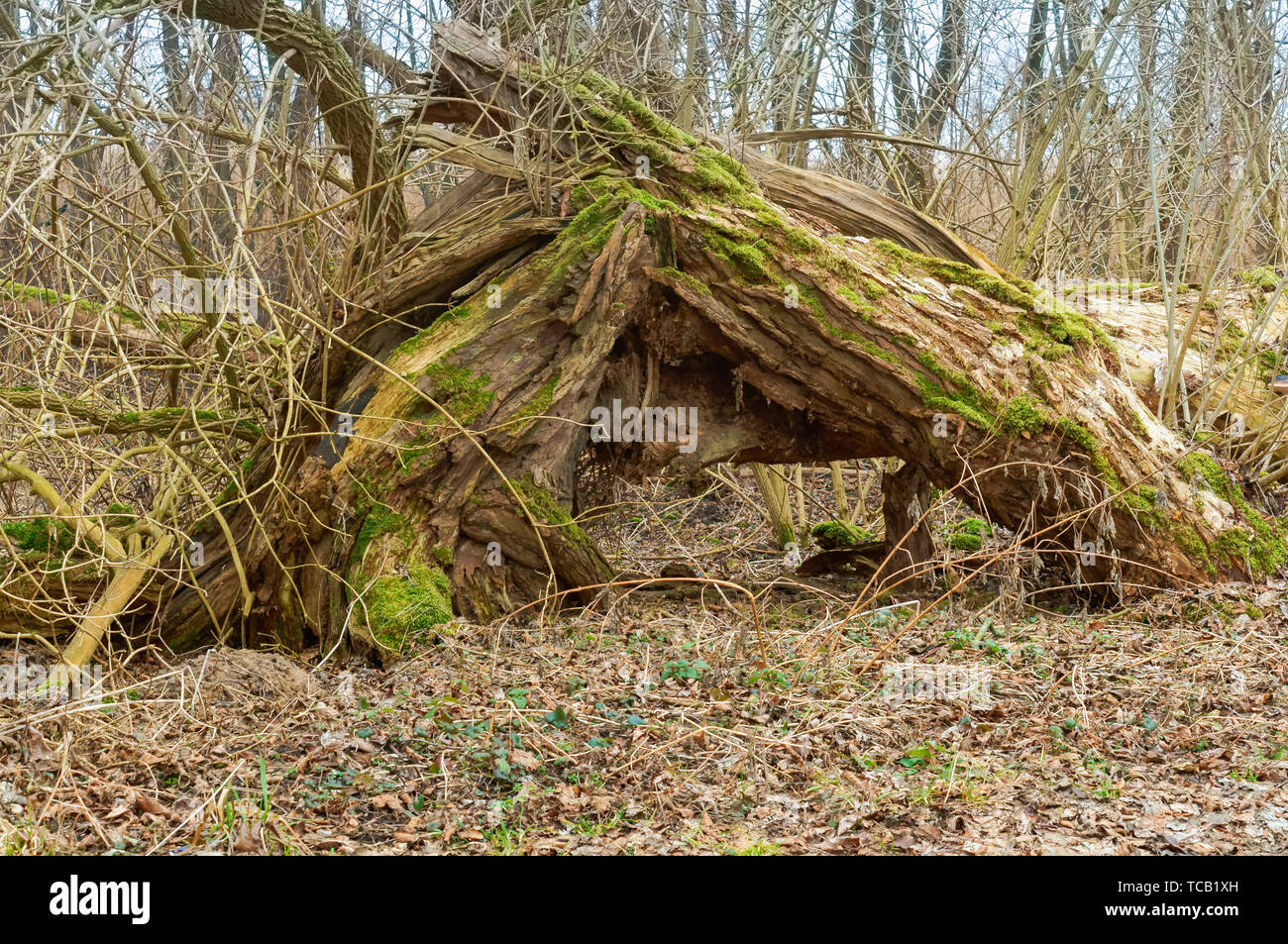 Vieux arbre dans la forêt, d'arbres couverts de mousse et lichen Banque D'Images