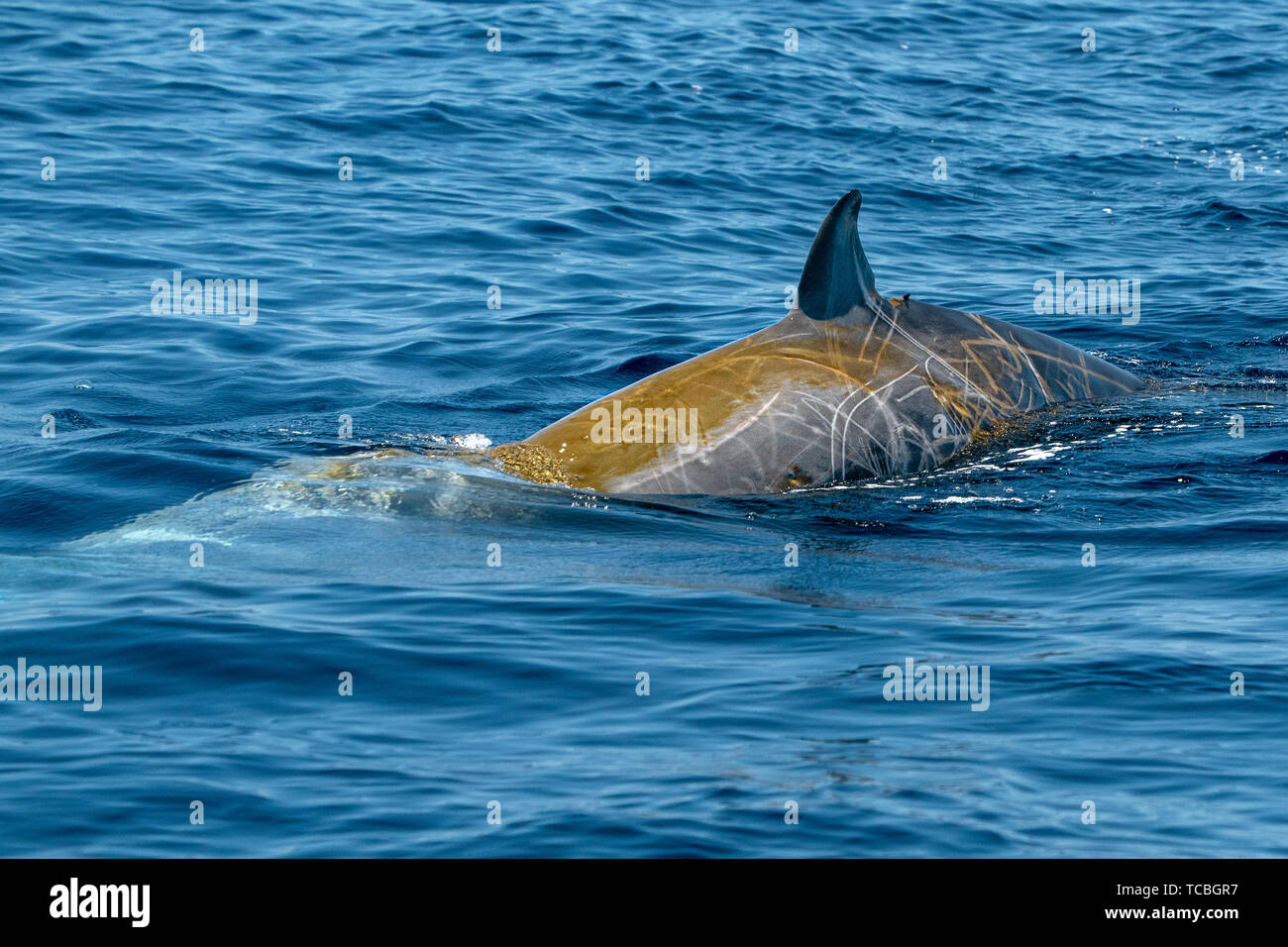La baleine à bec d'oie ultra rare Ziphius cavirostris dolphin Banque D'Images