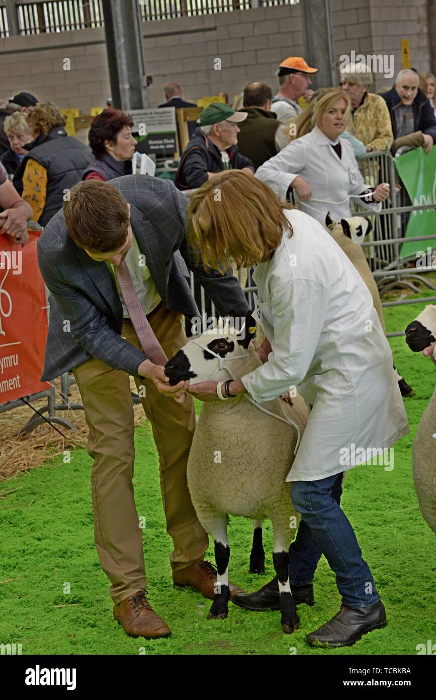 Kerry Hill moutons étant jugé sur le ring au Royal Welsh festival de printemps Banque D'Images