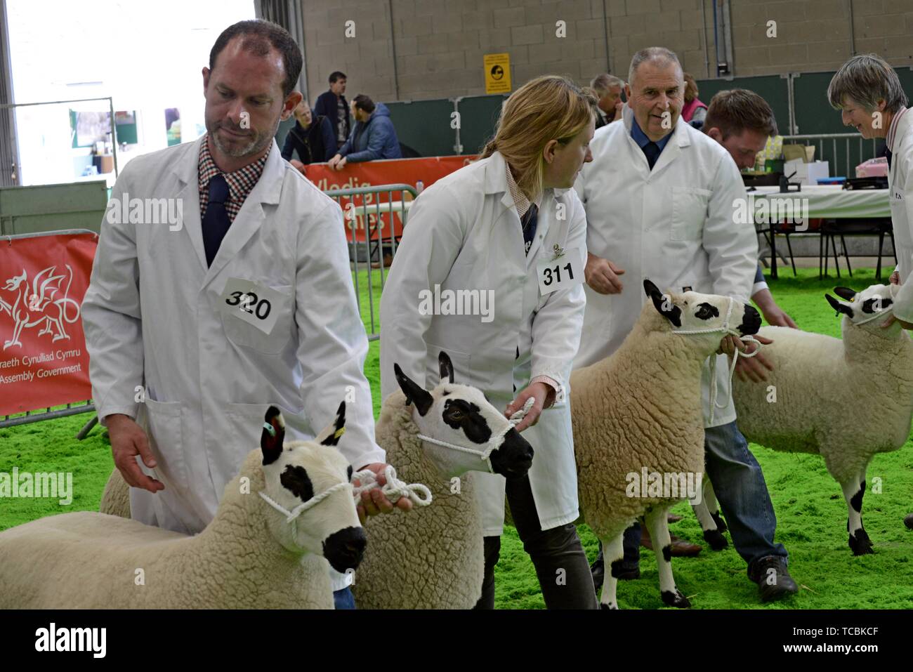 Kerry Hill moutons étant jugé sur le ring au Royal Welsh festival de printemps Banque D'Images
