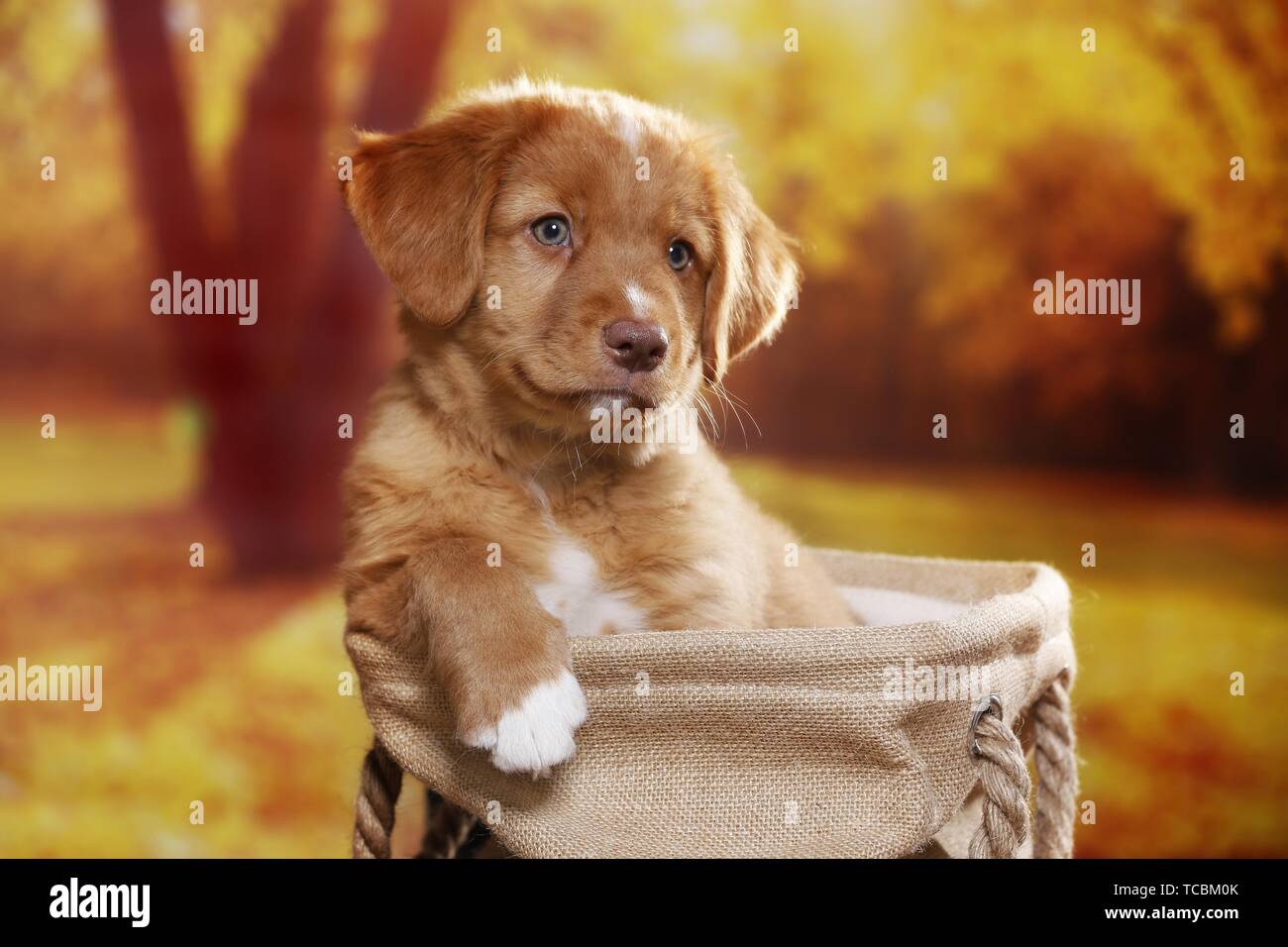 Nova Scotia Duck Tolling Retriever Puppy Banque D'Images