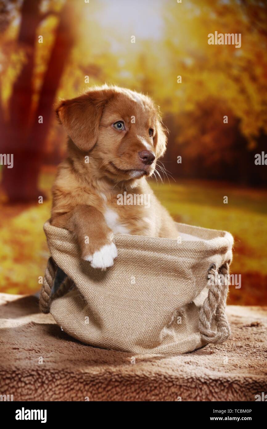 Nova Scotia Duck Tolling Retriever Puppy Banque D'Images