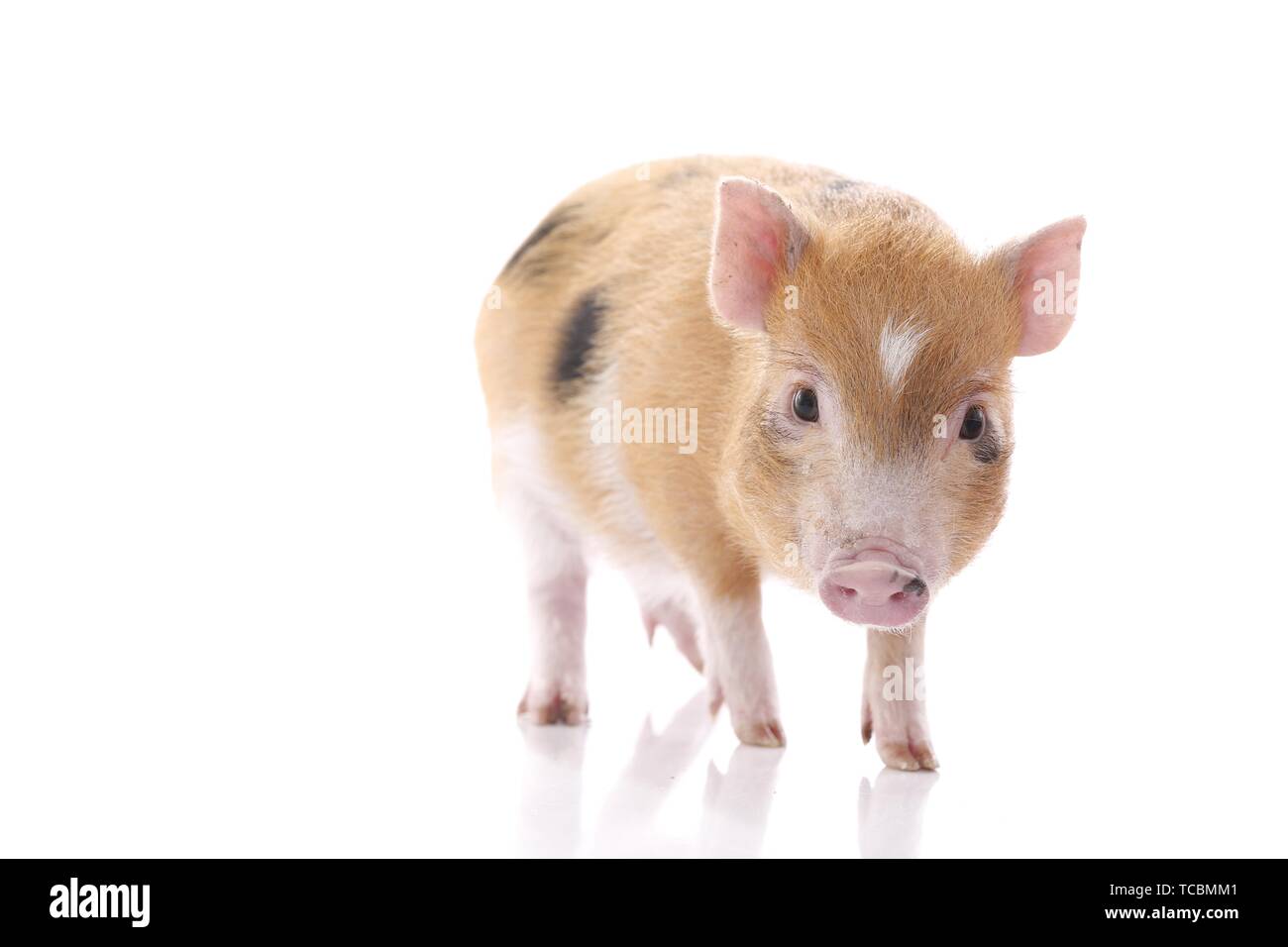 Cochon micro Banque D'Images