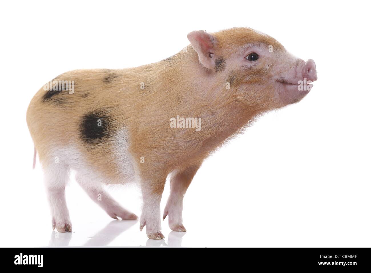 Cochon micro Banque D'Images