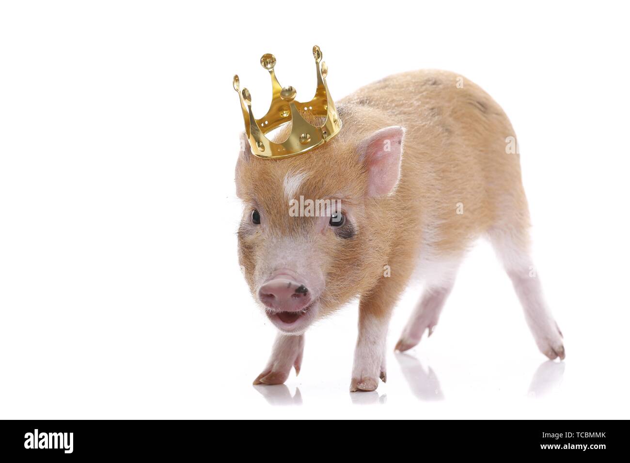 Cochon micro Banque D'Images