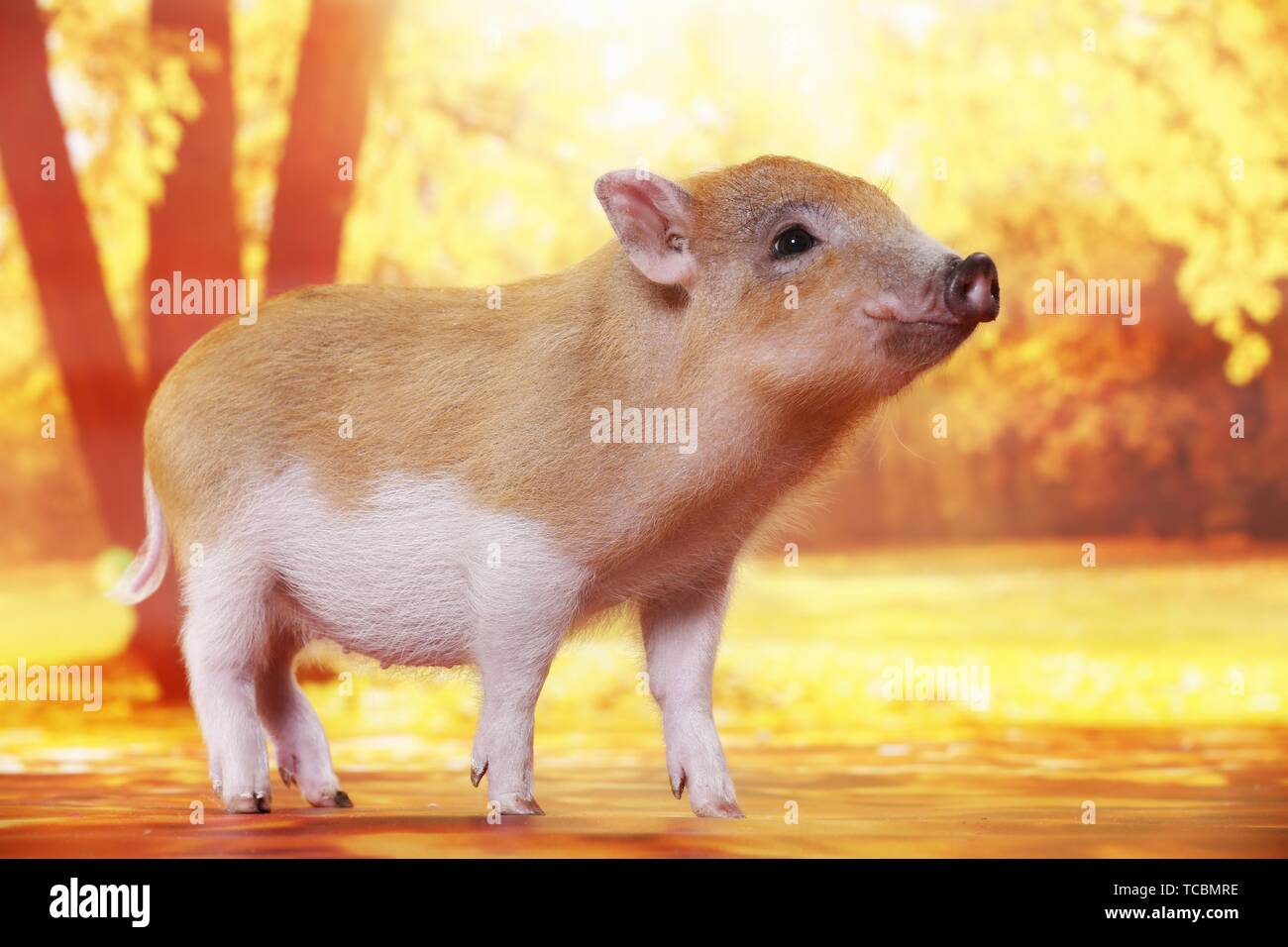 Micro Cochon Banque D Image Et Photos Alamy