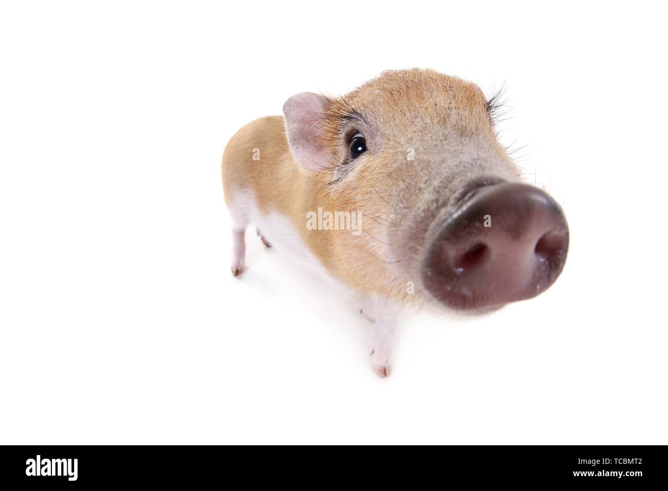 Cochon micro Banque D'Images